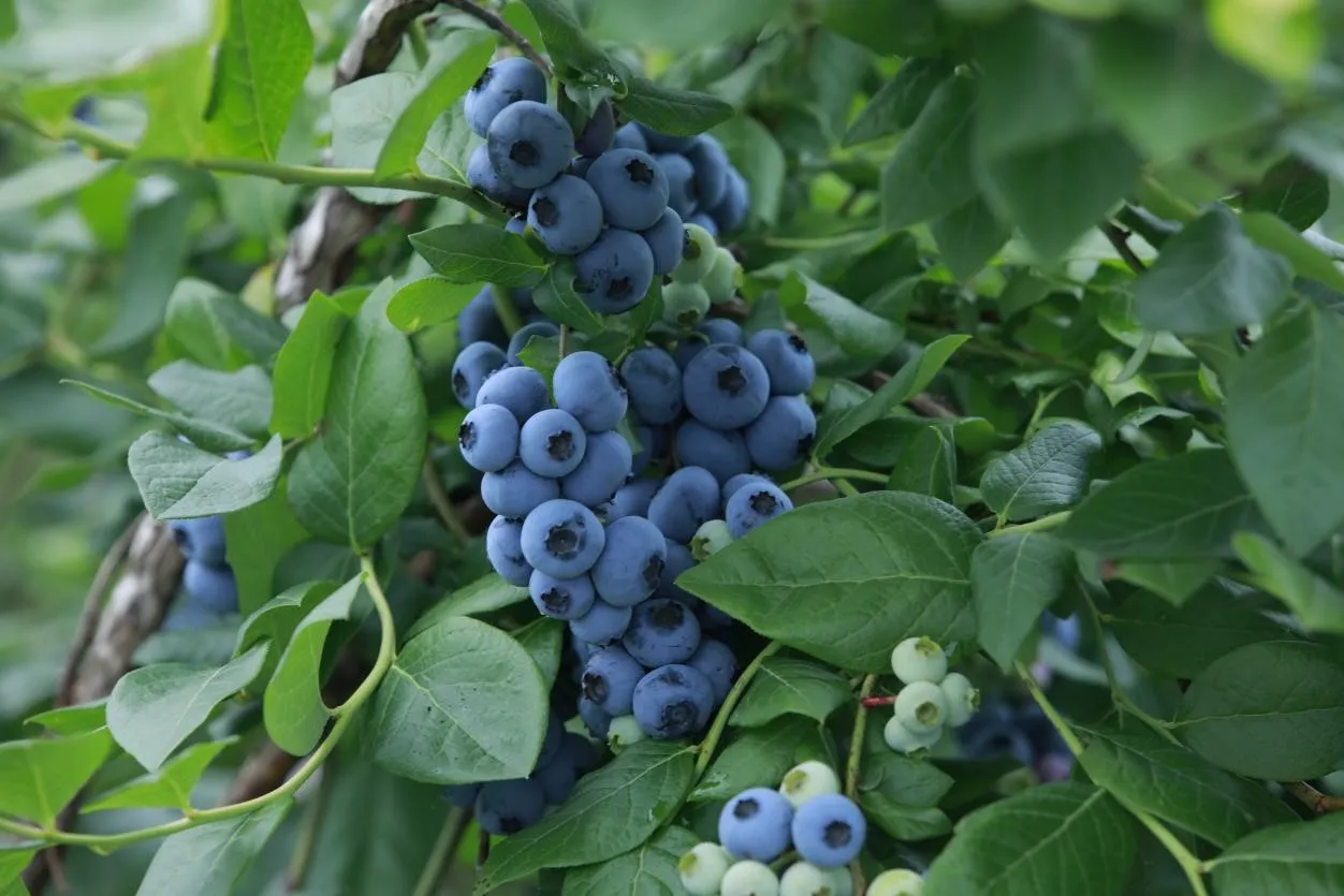 图说：长白山蓝莓一年只结一茬果